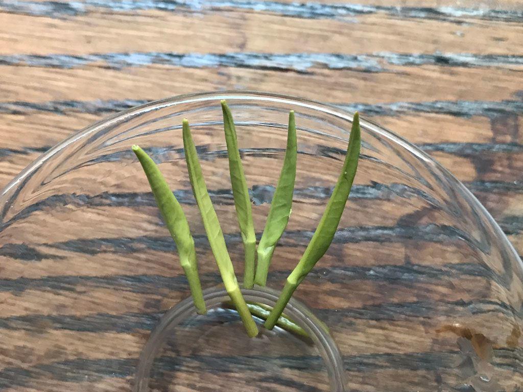 jun shan yin zhen 2019